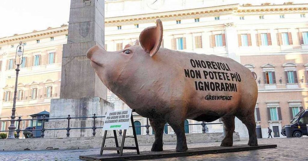 maiale gigante di fronte alla Camera